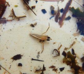 Anisops sardeus (Fotó: Fekete Judit)